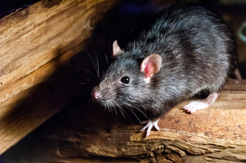 Rodent in woodwork for home