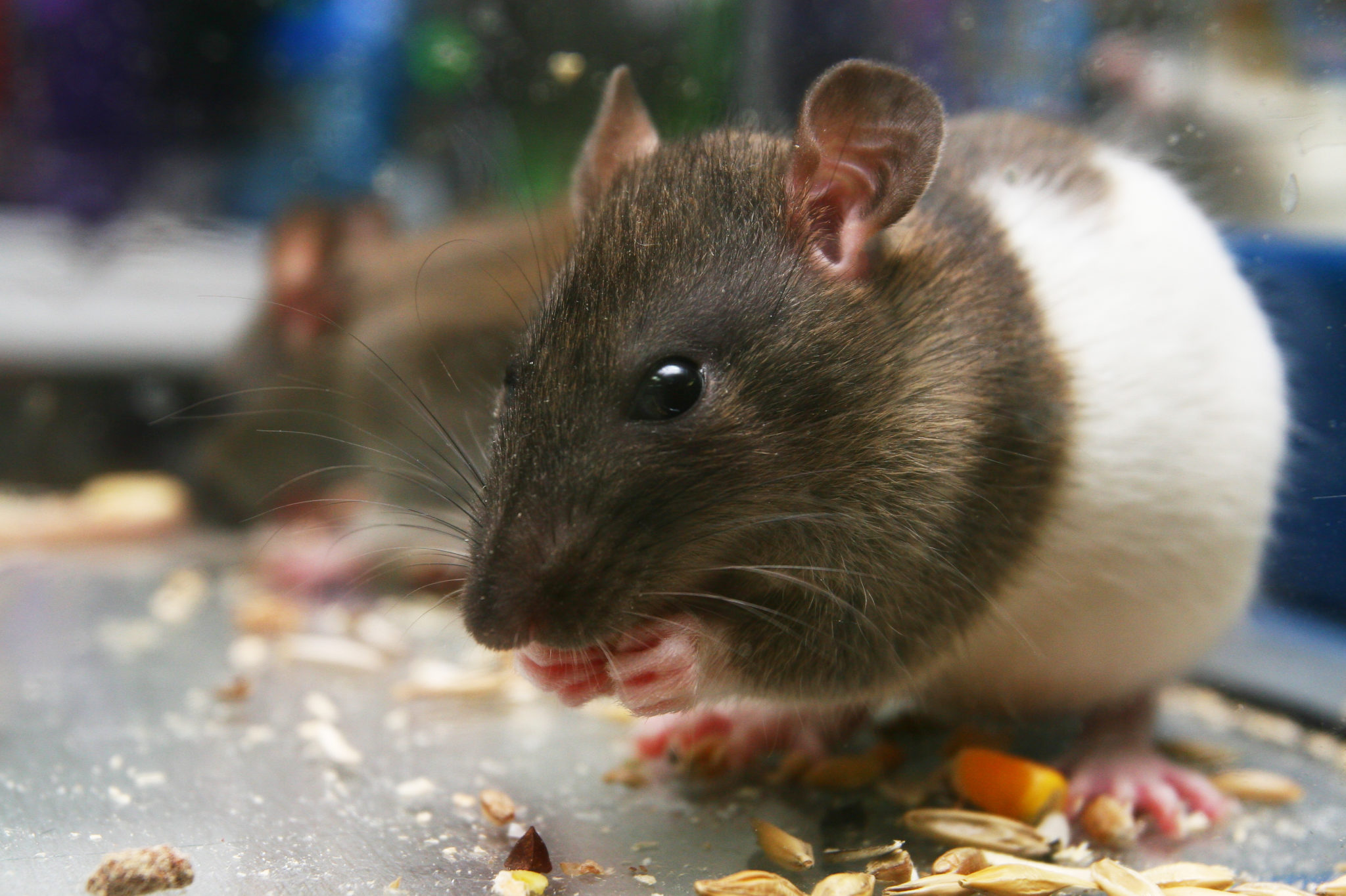 Rodent Pest Control in Brisbane for Your Home