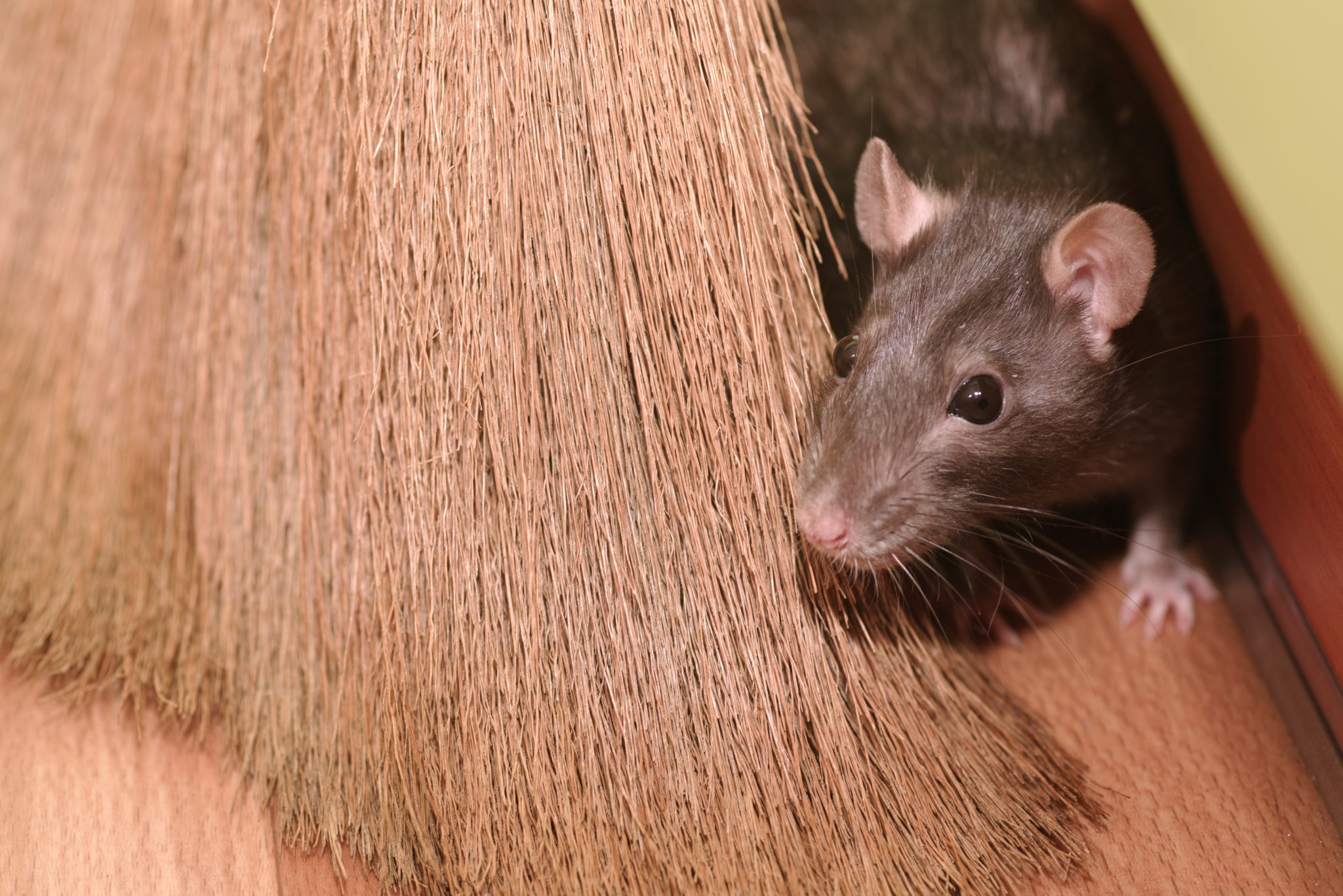 Rodent inside Mudgee home