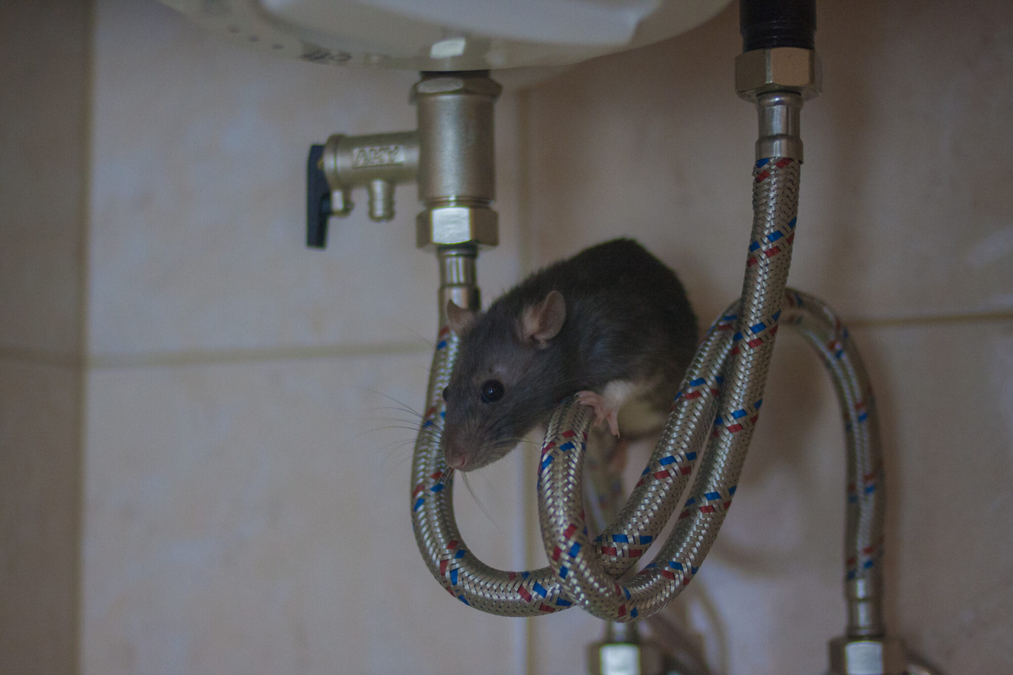 rodent on pipework underneath a sink in a Townsville home