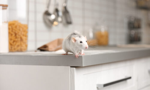 rodent on top of restaurant kitchen counter