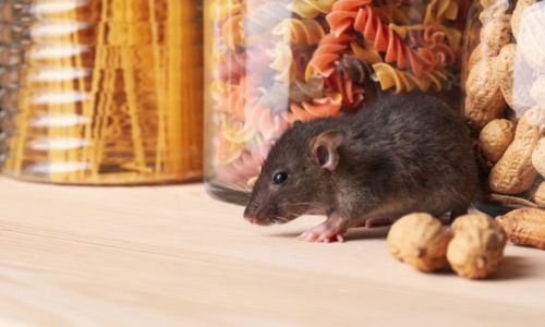 Tips for Early Rodent Detection