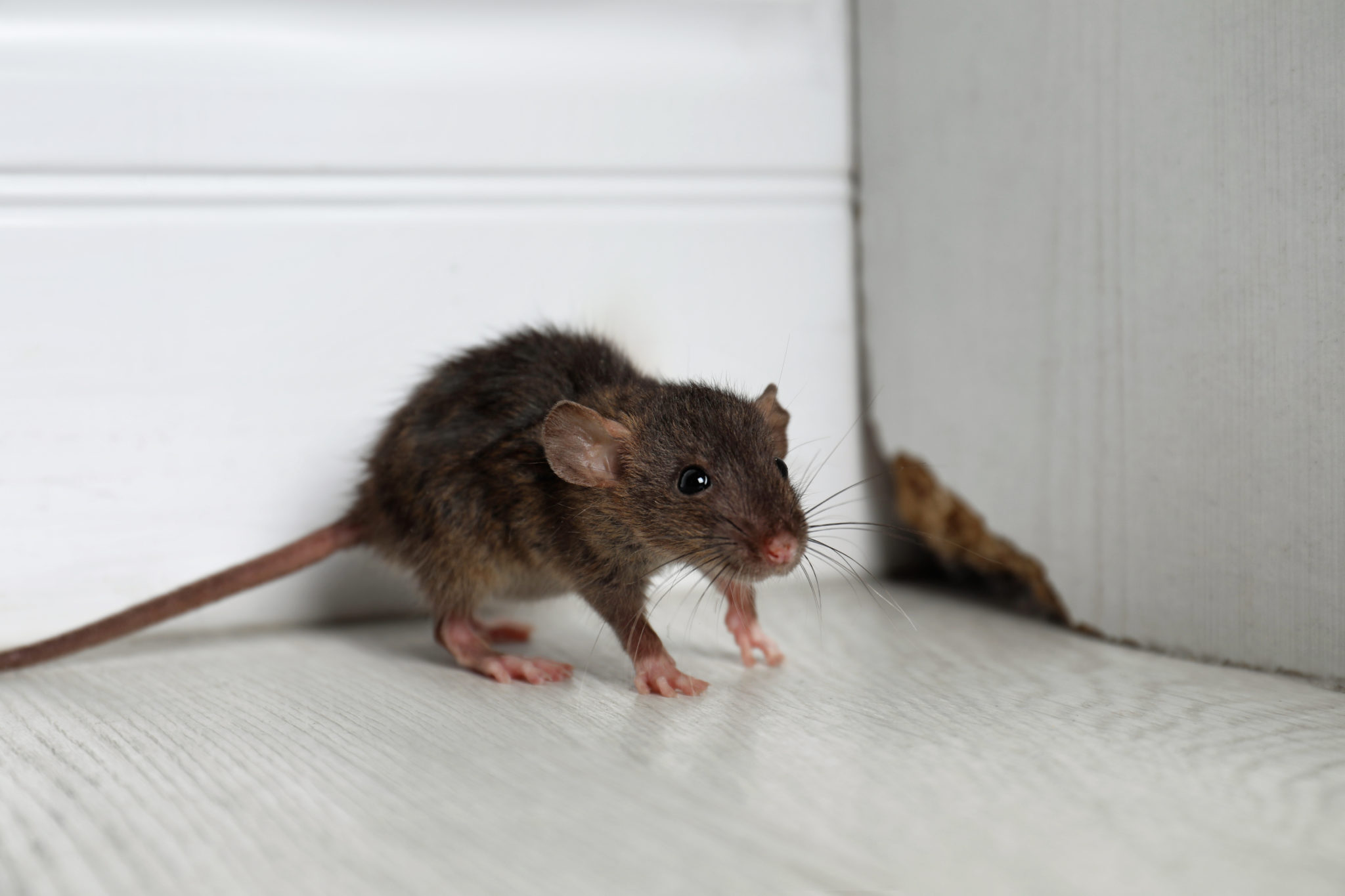 Rodents in Edge Hill home