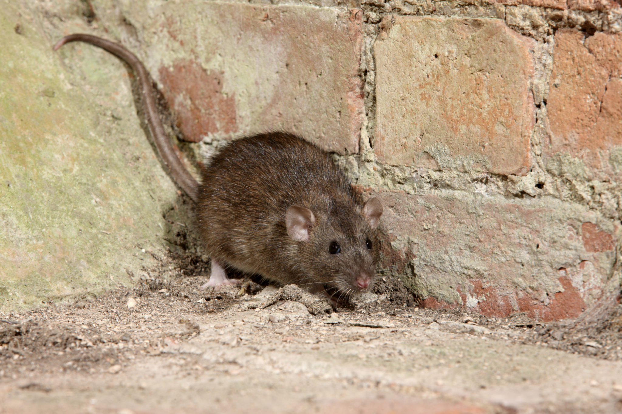Rodents in Morisset