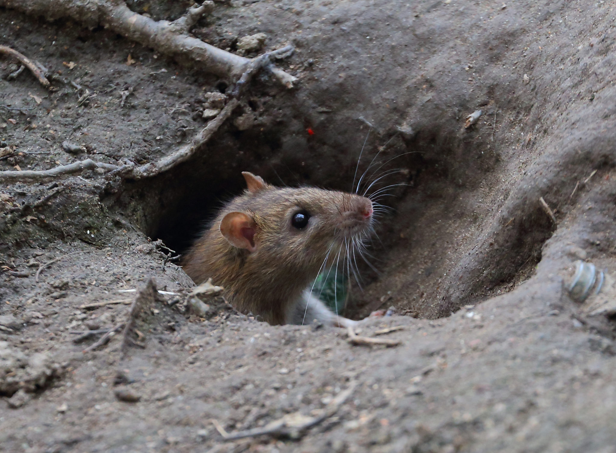 Rodents in Parkes, NSW