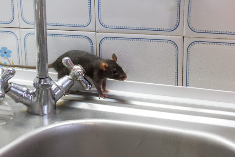 Rodent near sink in Sydney home
