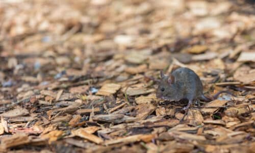 rodenticide restrictions Australia 2026