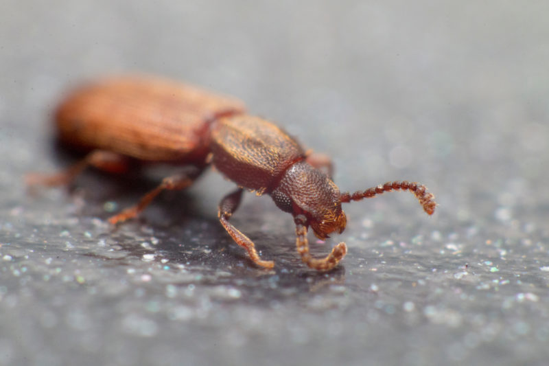 Saw-Toothed Grain Beetle Pest Control