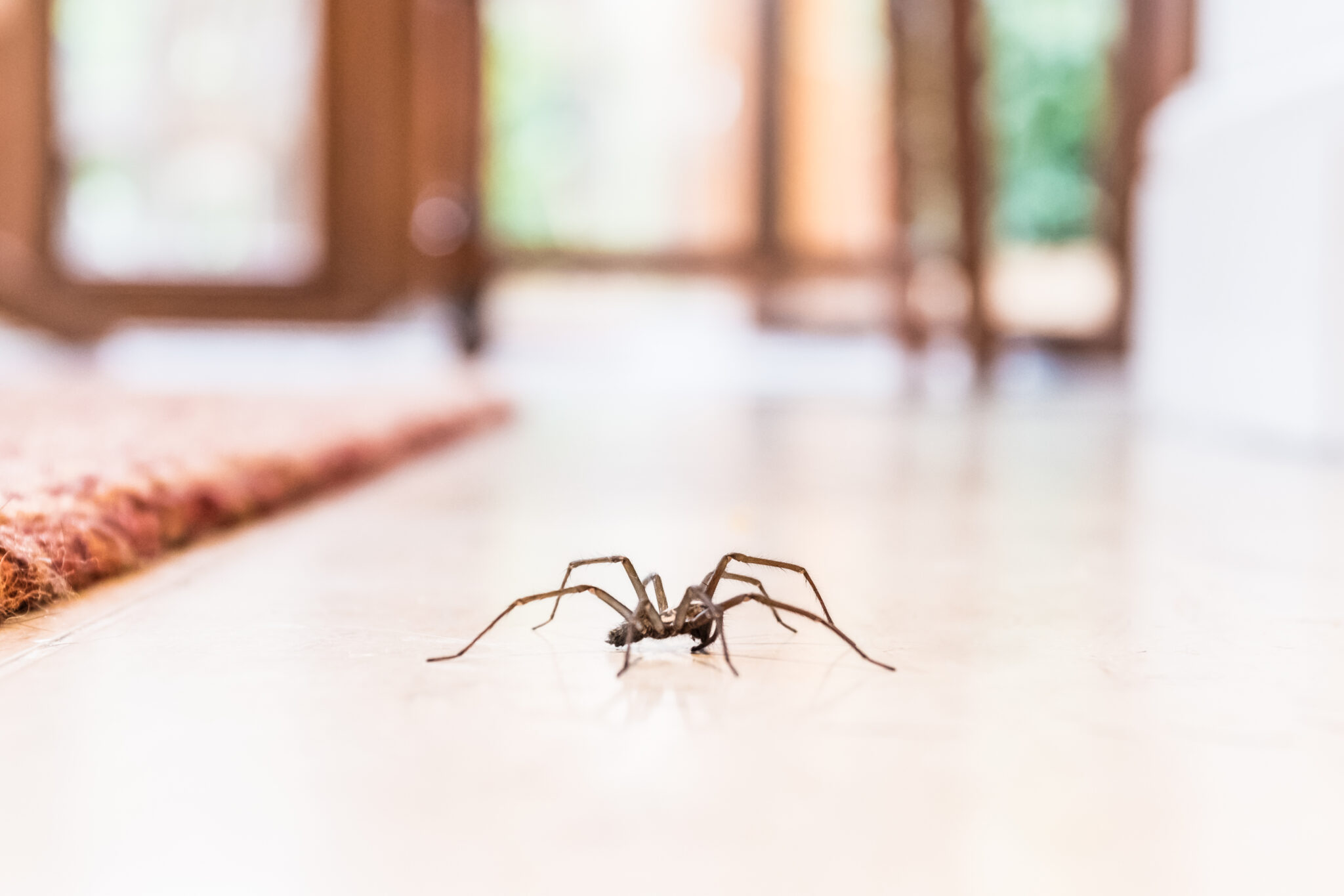 Spider crawling on the floor of a Gold Coast home