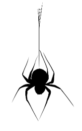 Black spider
