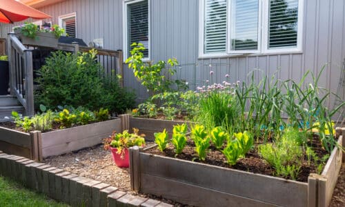 How to Stop Rats and Other Rodents from Eating Your Garden Vegetables