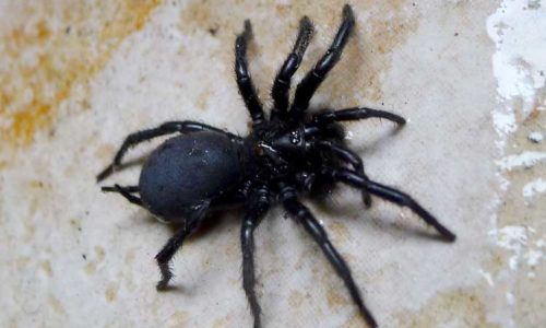 sydney funnel web spider on wet ground