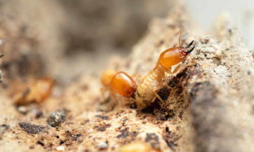 Termite Dos and Don’ts