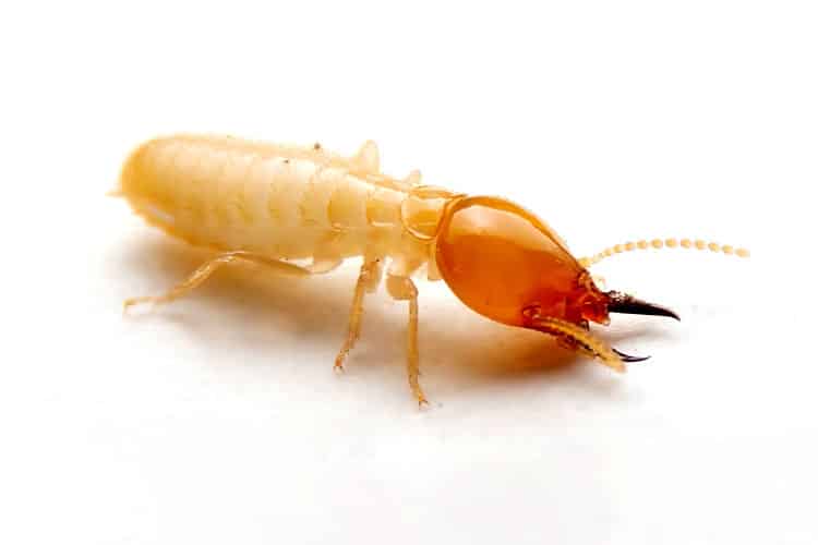 Termite