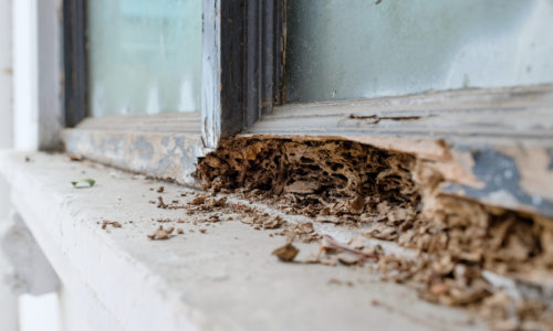 How to Prioritise Termite Control