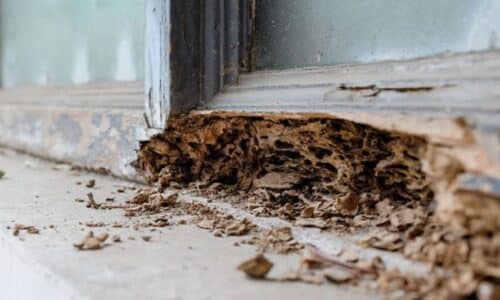 Termite Damage in Sydney