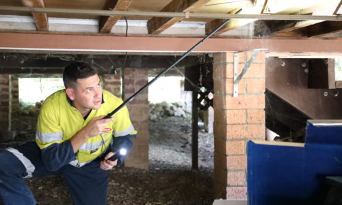 Termite Inspection