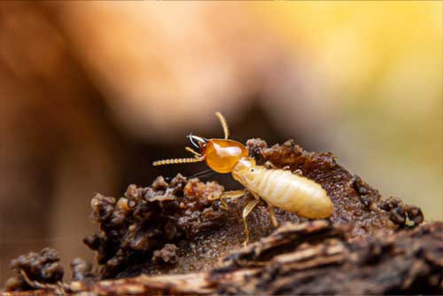 Termite Solutions