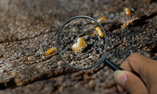 Preparing for Termite Swarm Season