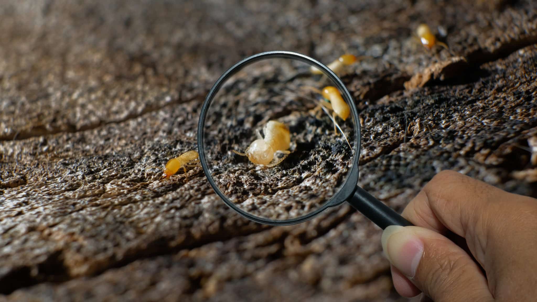 Effective Termite Control Services in Dubbo