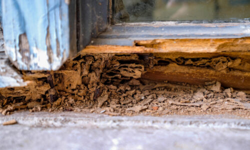 Termite damage Sydney
