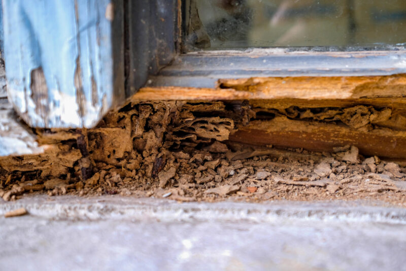 Termite damage Sydney