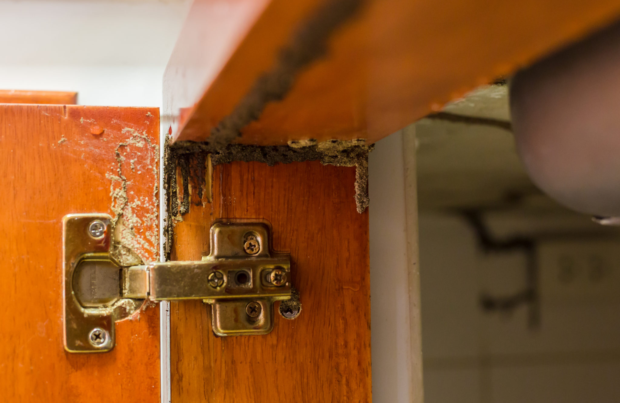 Termite damage to a home in North Canberra