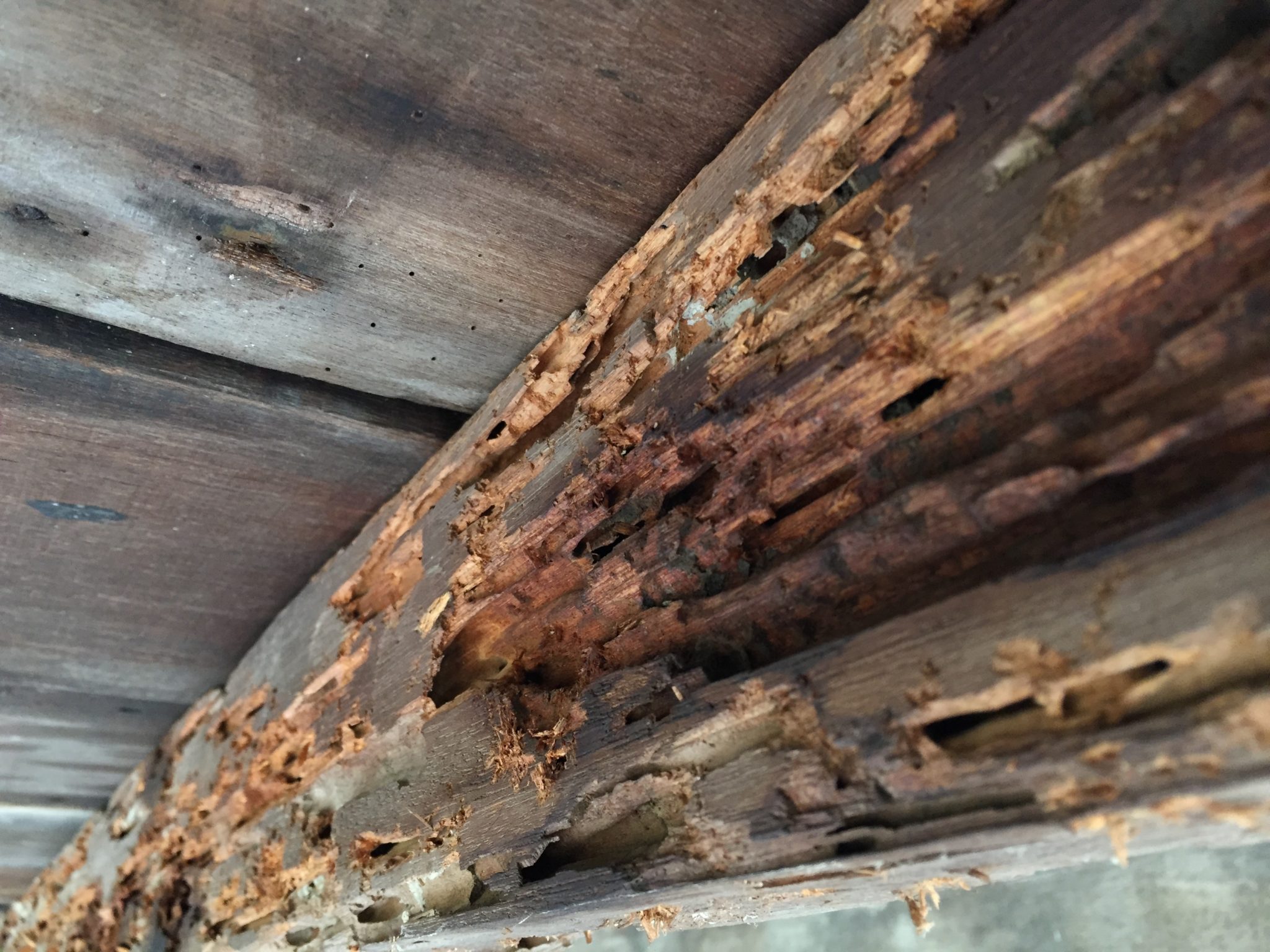 Termite damage in Weston Creek