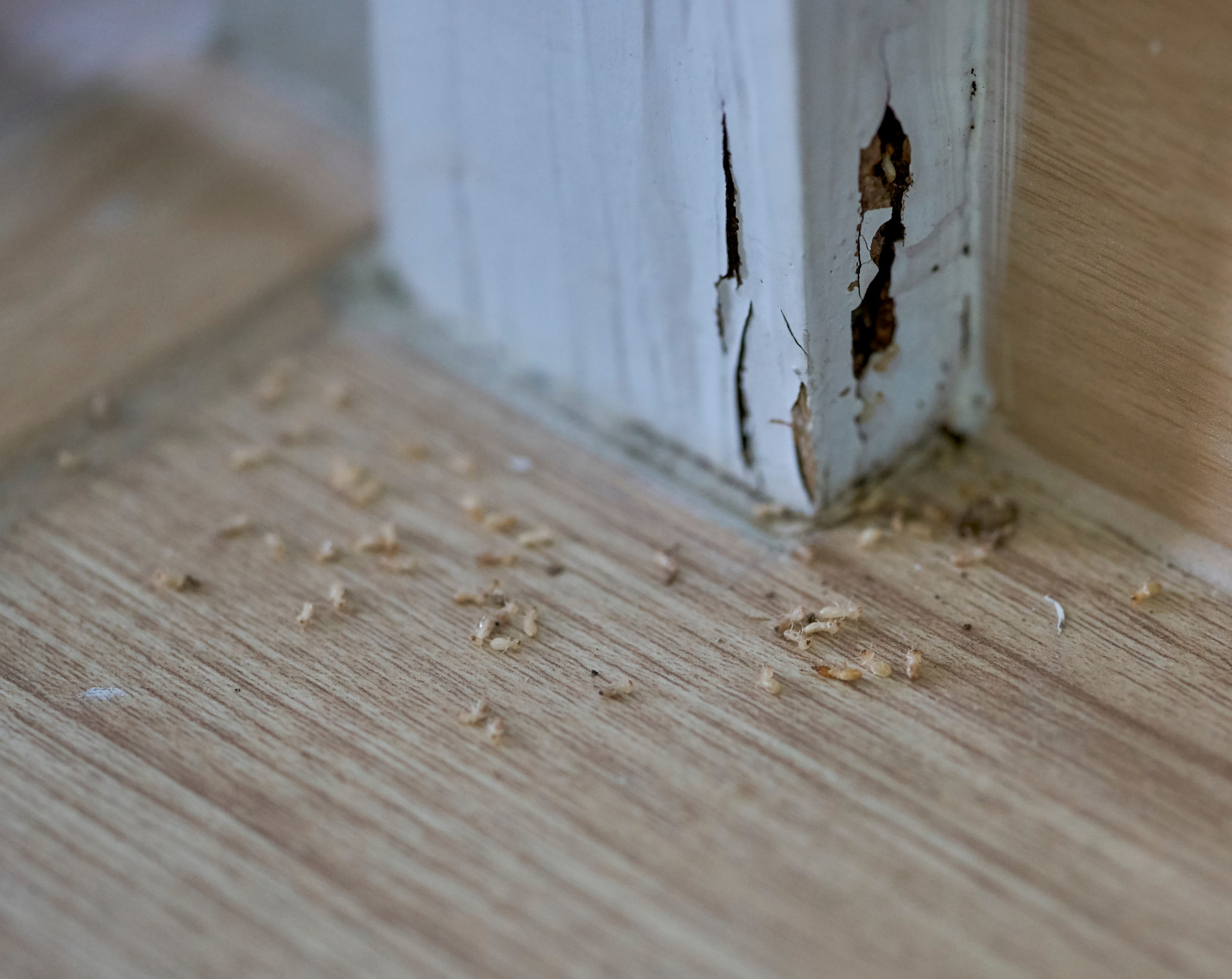 Termite damage to a home in Majura
