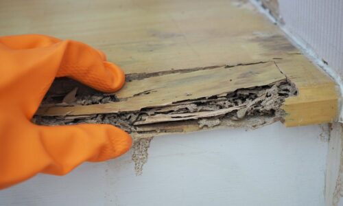 termite damage to home
