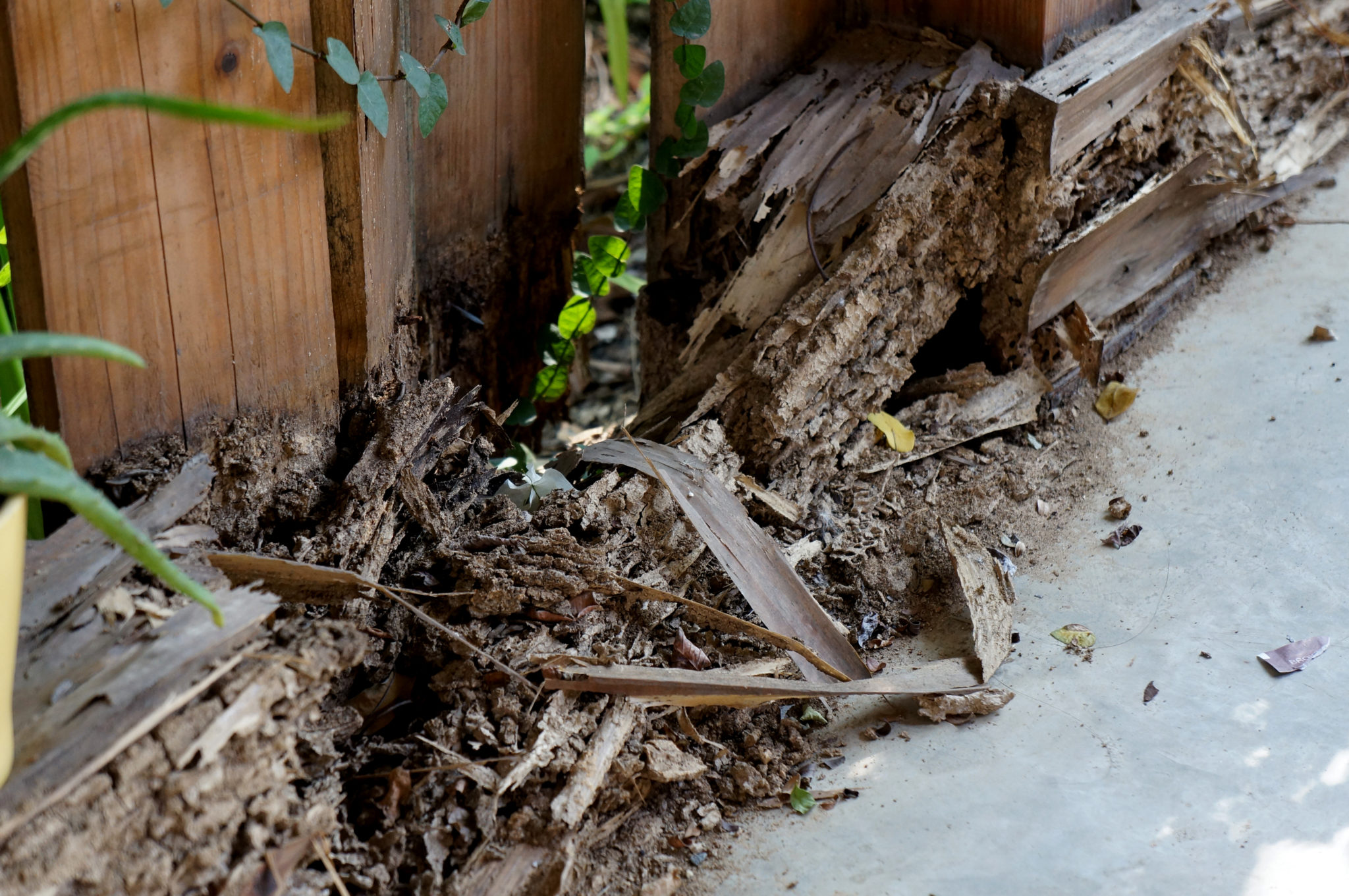 Termite damage to home in Belconnen