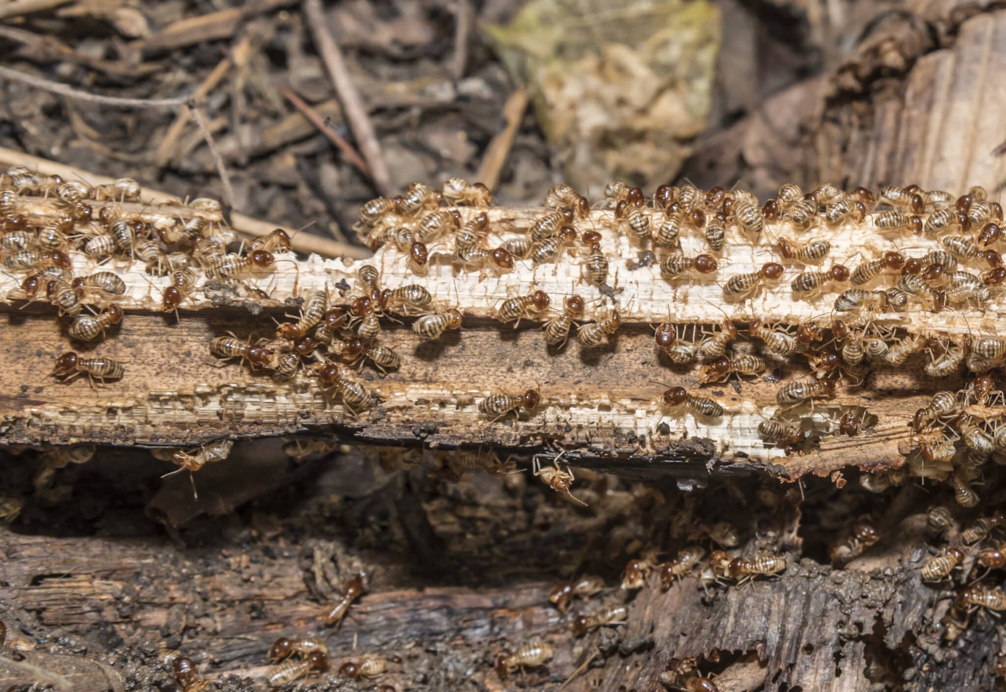 Termite infestation in Perth home