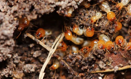 Termites are active all year