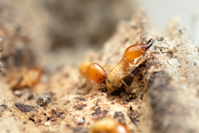 Termites in Canberra