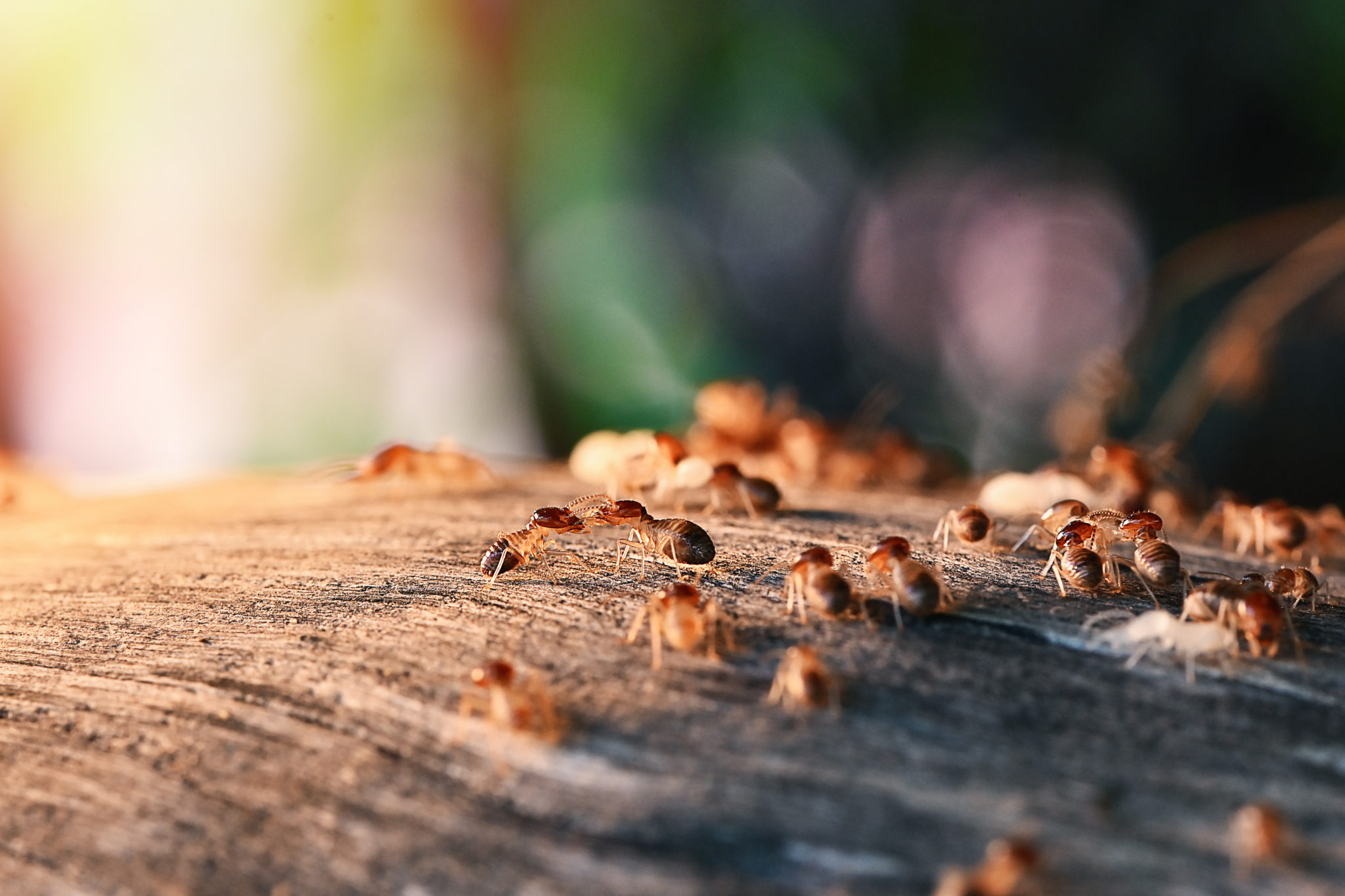 Termites in Majura