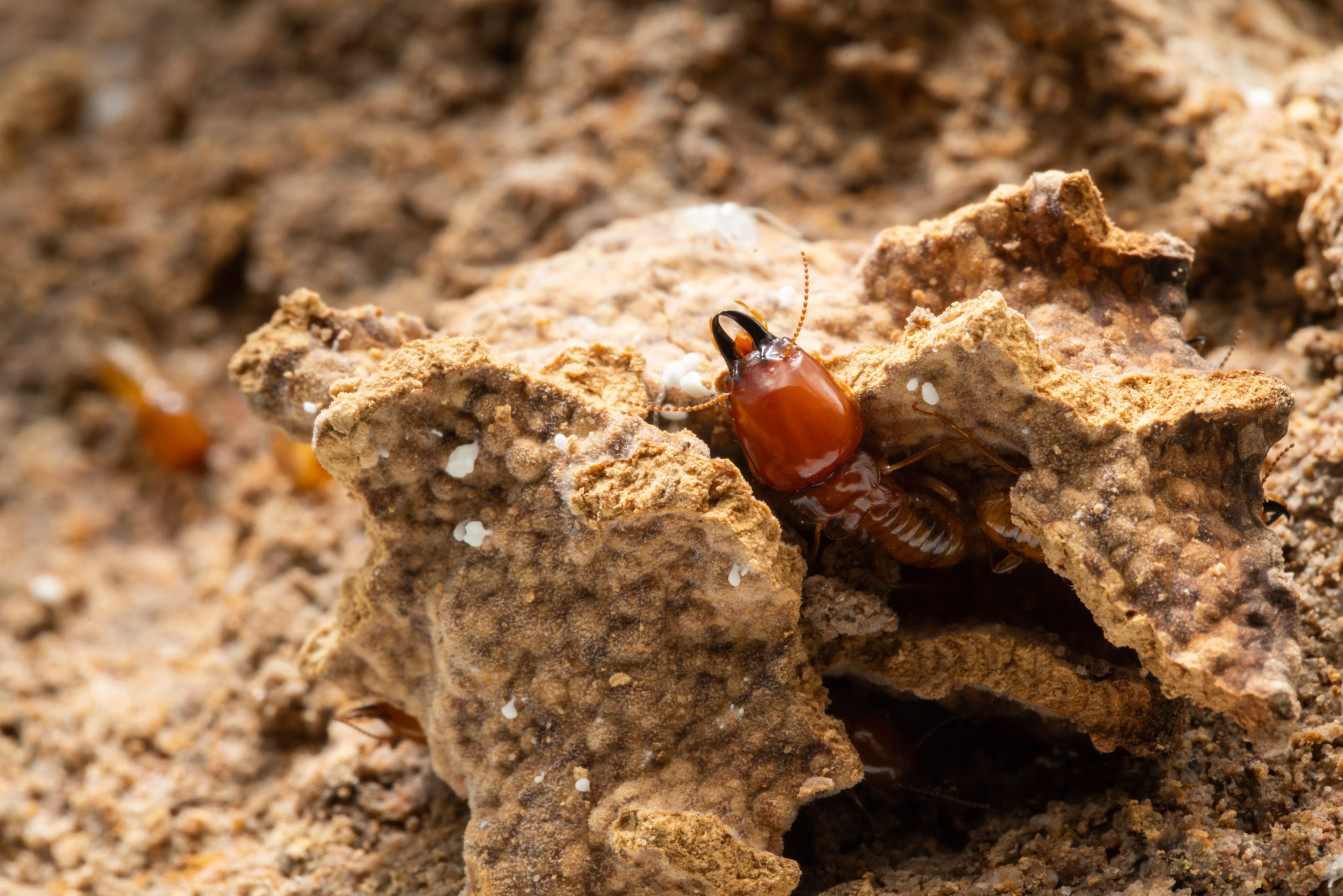 Termites in Molonglo Valley