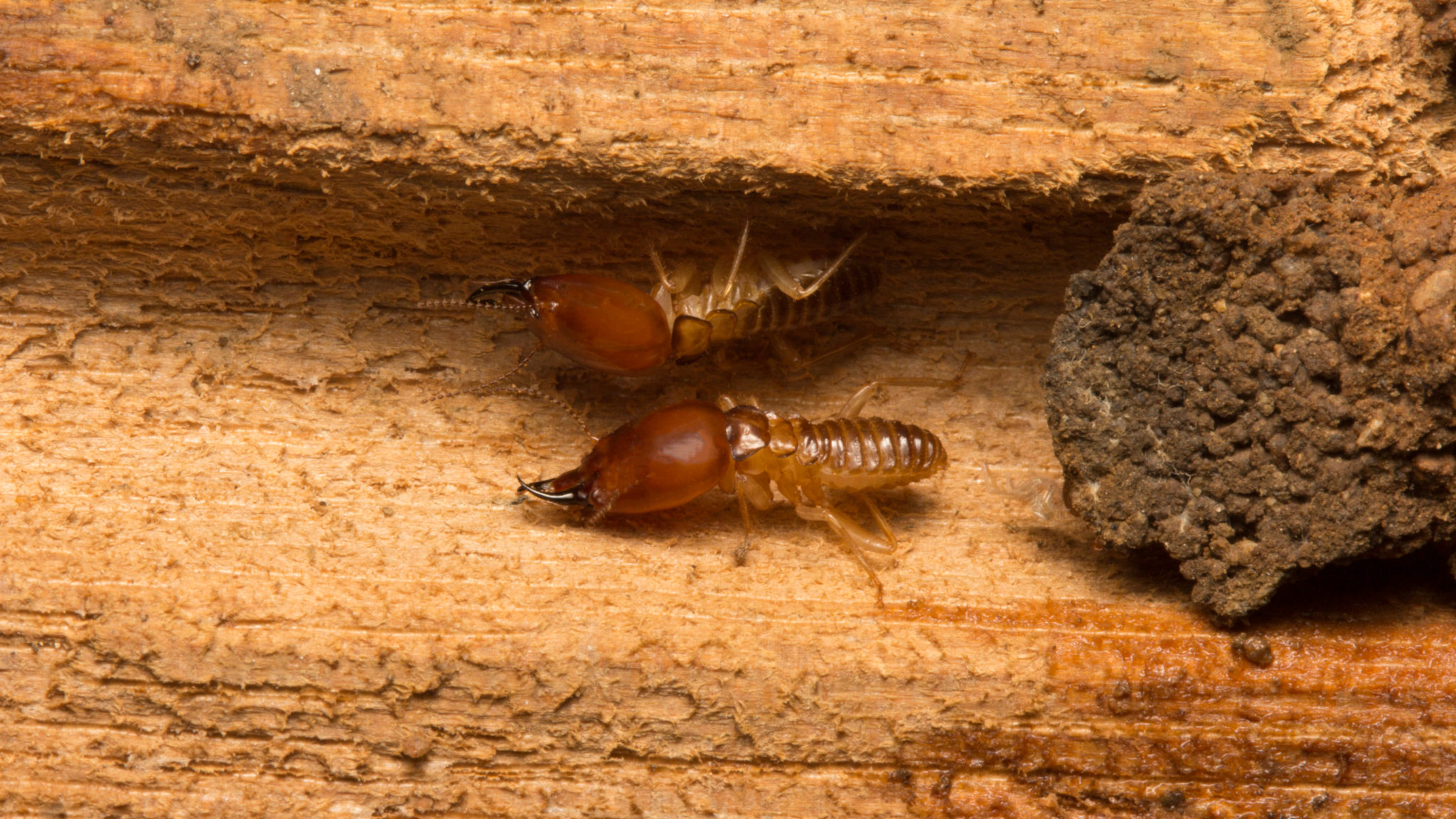 Termites in North Canberra