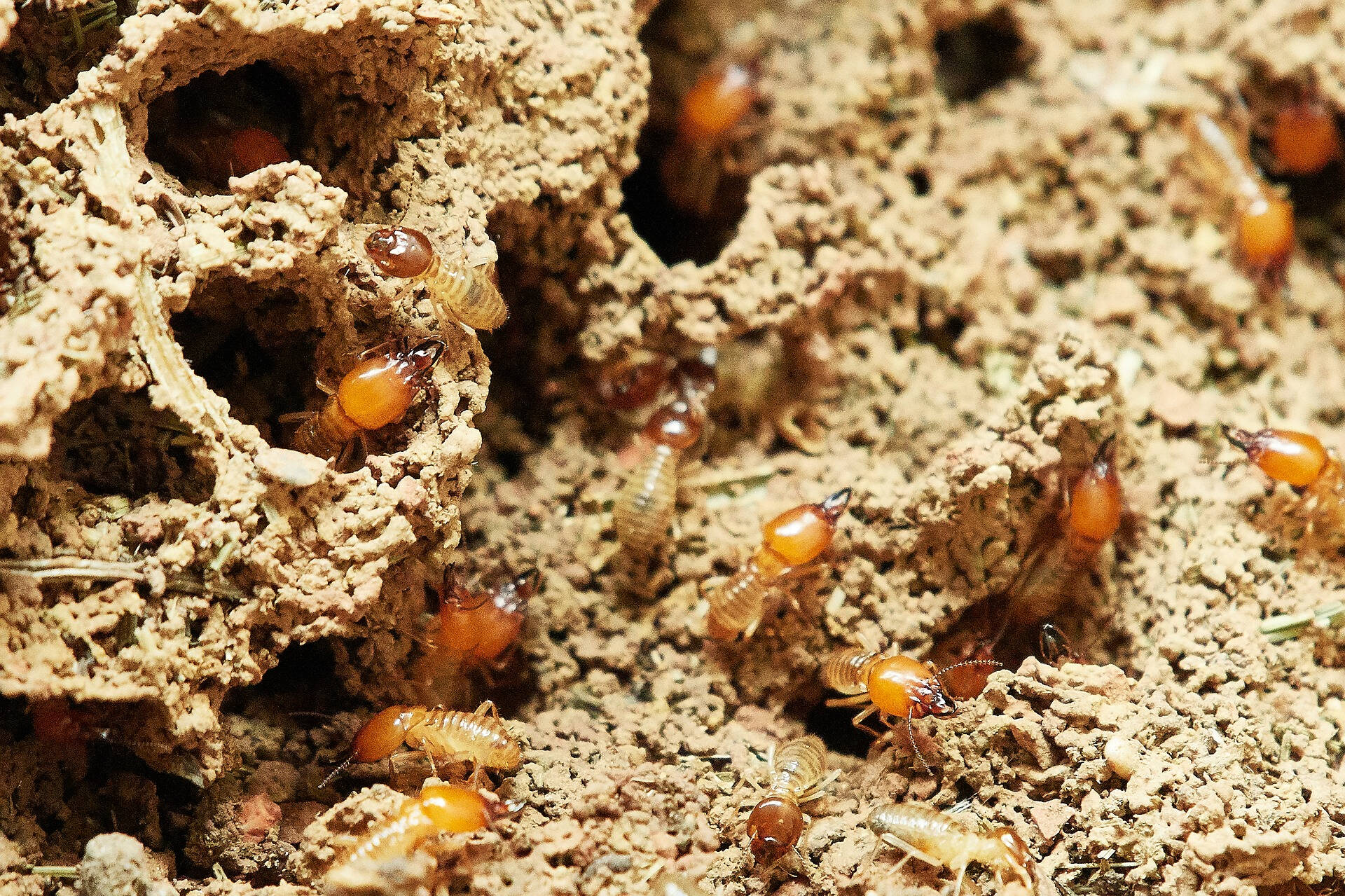 Termites in Woden Valley