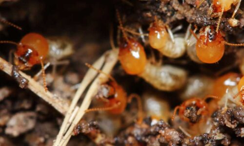 Termites vs. Ants