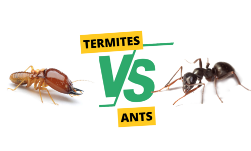 Termites vs ants