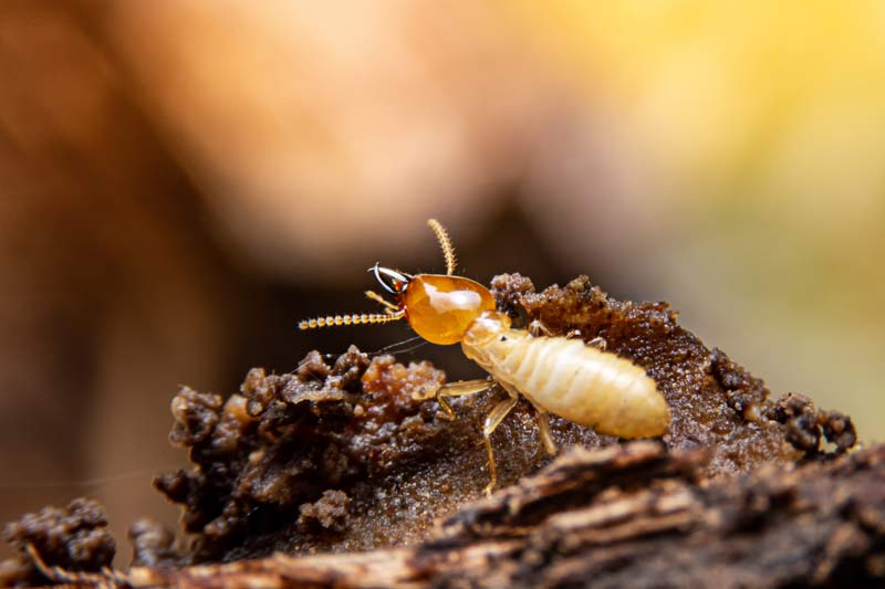 Termite Pest Control