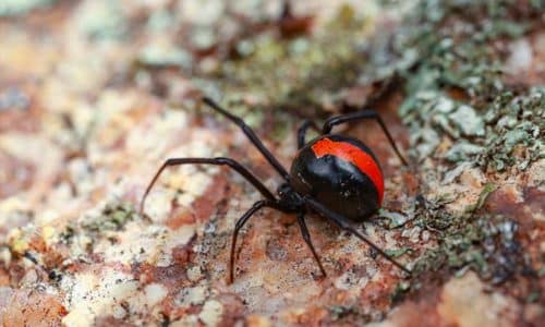 redback spider crawling outside