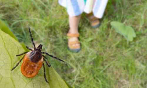 tick ready to jump on person