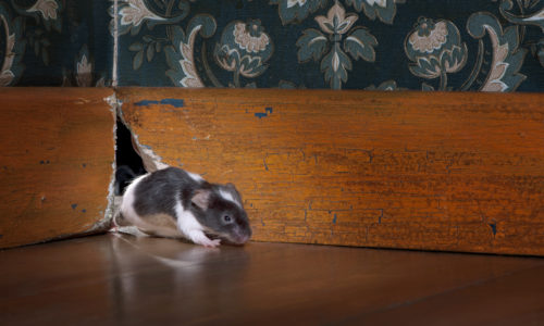 Five Top Entry Points for Pests
