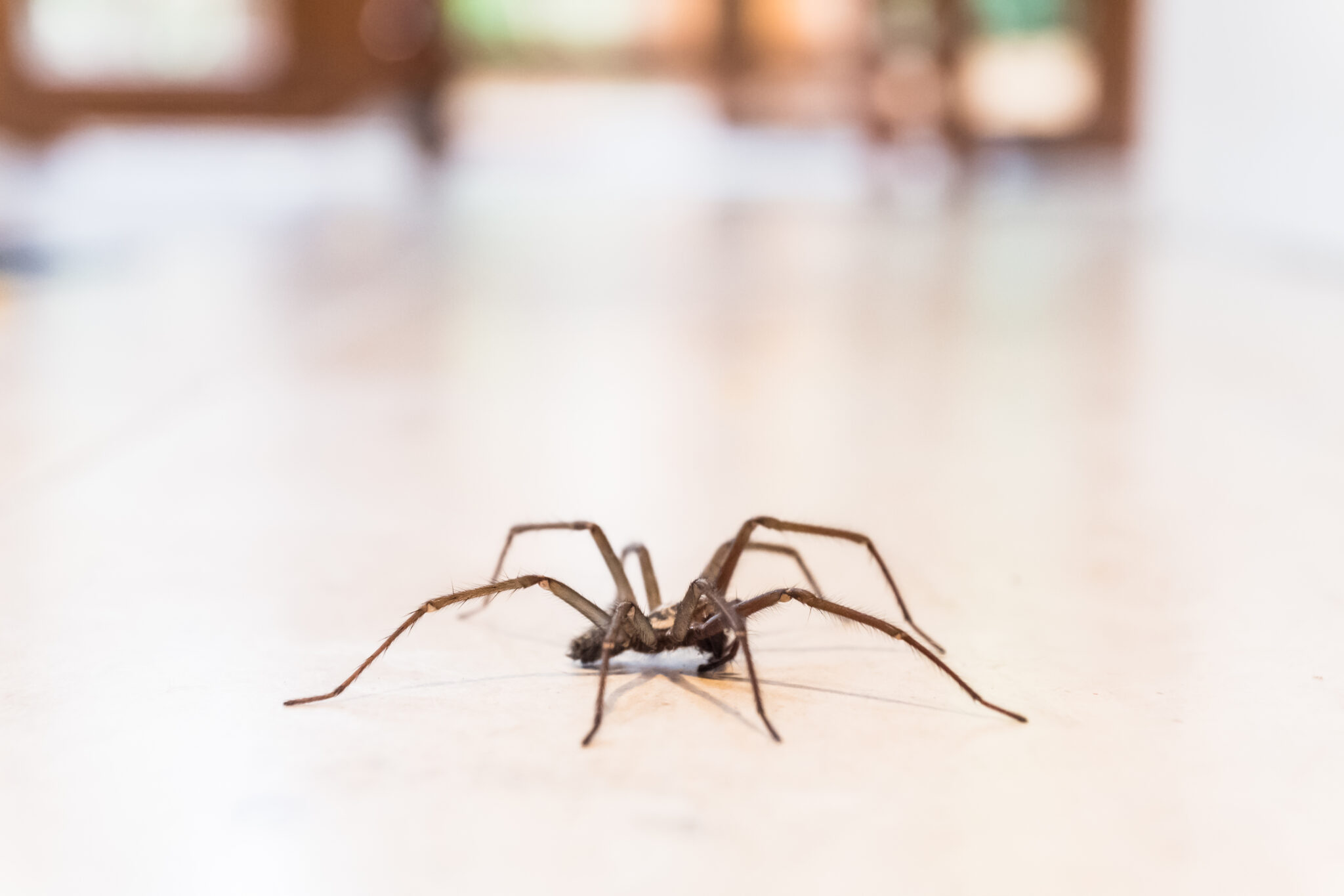 Townsville Spider Pest Control