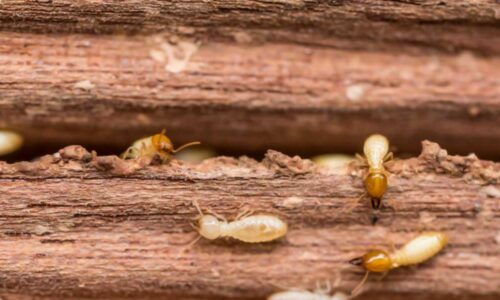 Townsville termite and pest control treatment