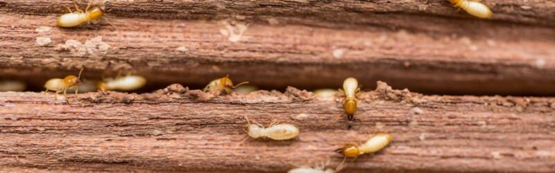 Townsville termite and pest control treatment