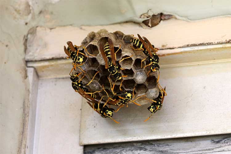 Wasp Nest Pest Control & Removal Services Australia