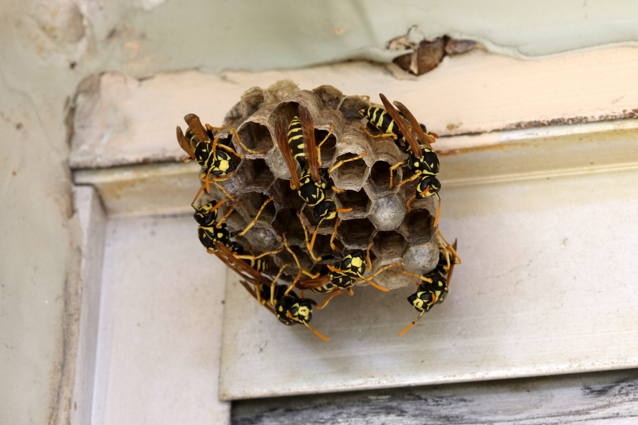 Wasp Nest Identification and Removal: Protecting Your Home - Flick Pest  Control