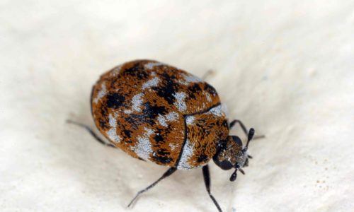Brown Carpet Beetle